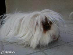 Tina Cavia Orinocoon