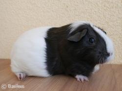 Janina Cavia Bohemia