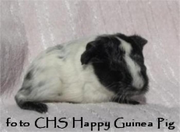 Cupakabra Happy Guinea Pig