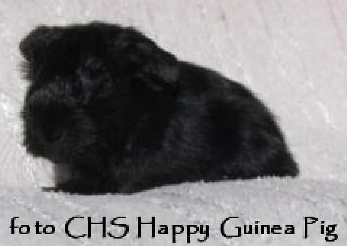 Cupido Happy Guinea Pig
