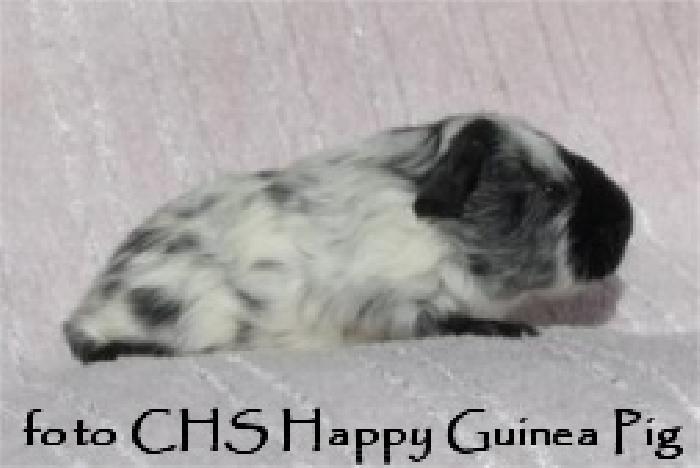 Clementine Happy Guinea Pig
