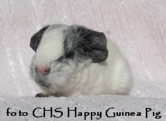 Carmen Happy Guinea Pig